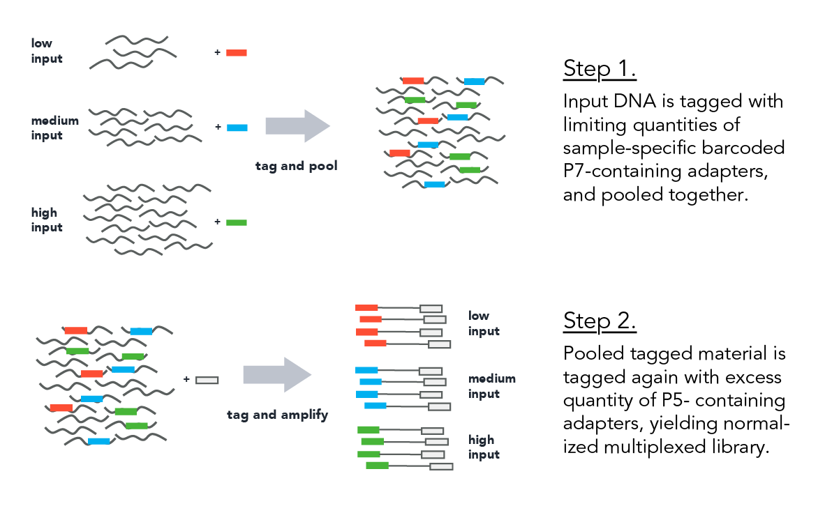 plexWell™ Two-Step Workflow